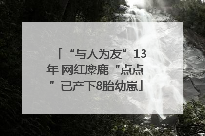 “与人为友”13年 网红麋鹿“点点”已产下8胎幼崽