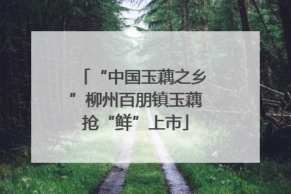 “中国玉藕之乡”柳州百朋镇玉藕抢“鲜”上市
