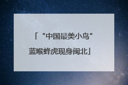 “中国最美小鸟”蓝喉蜂虎现身闽北