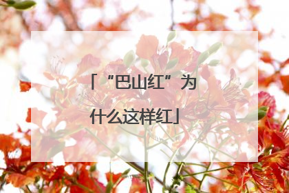 “巴山红”为什么这样红