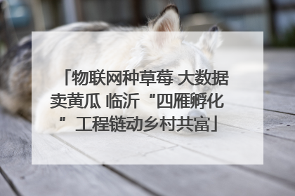 物联网种草莓 大数据卖黄瓜 临沂“四雁孵化”工程链动乡村共富