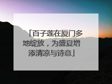 百子莲在厦门多地绽放，为盛夏增添清凉与诗意