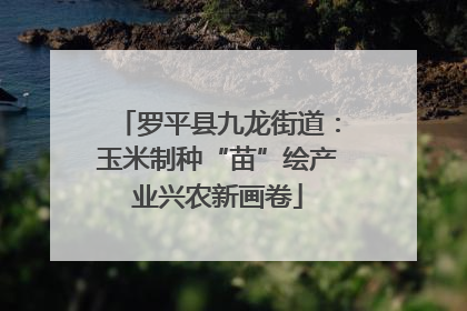 罗平县九龙街道：玉米制种“苗”绘产业兴农新画卷