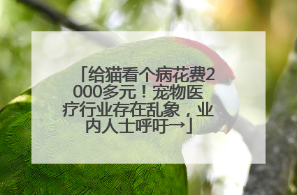 给猫看个病花费2000多元！宠物医疗行业存在乱象，业内人士呼吁→