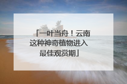 一叶当舟！云南这种神奇植物进入最佳观赏期