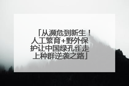 从濒危到新生！人工繁育+野外保护让中国绿孔雀走上种群逆袭之路