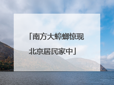 南方大蟑螂惊现北京居民家中