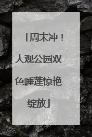 周末冲！大观公园双色睡莲惊艳绽放