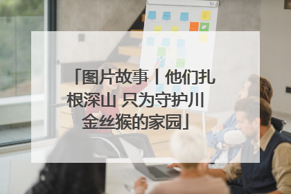 图片故事丨他们扎根深山 只为守护川金丝猴的家园
