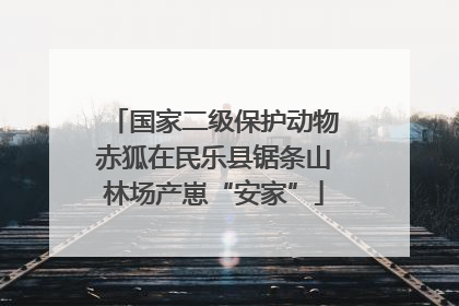 国家二级保护动物赤狐在民乐县锯条山林场产崽“安家”