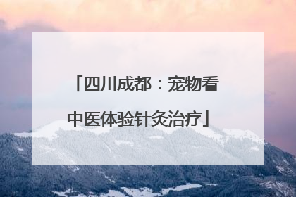 四川成都：宠物看中医体验针灸治疗