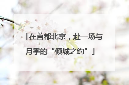 在首都北京，赴一场与月季的“倾城之约”