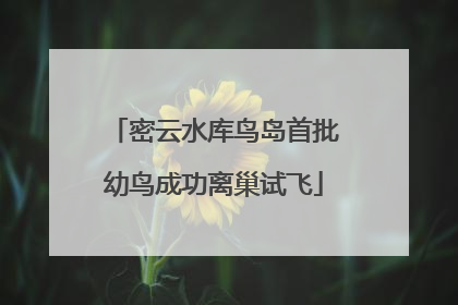 密云水库鸟岛首批幼鸟成功离巢试飞