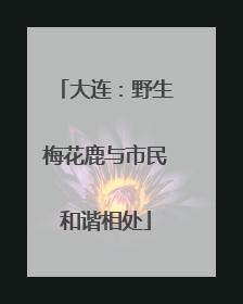 大连：野生梅花鹿与市民和谐相处