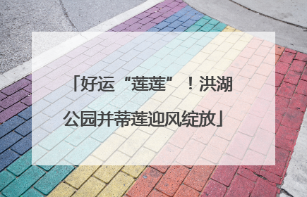 好运“莲莲”！洪湖公园并蒂莲迎风绽放