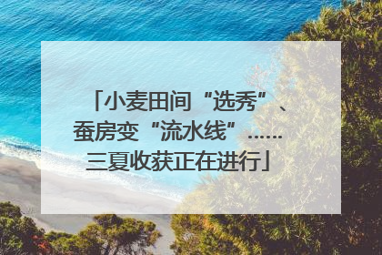小麦田间“选秀”、蚕房变“流水线”……三夏收获正在进行