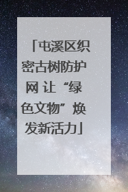 屯溪区织密古树防护网 让“绿色文物”焕发新活力