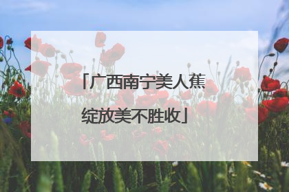 广西南宁美人蕉绽放美不胜收
