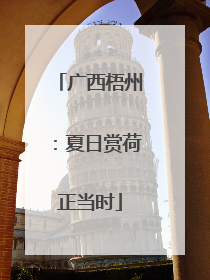 广西梧州：夏日赏荷正当时