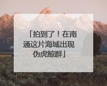拍到了！在南通这片海域出现伪虎鲸群