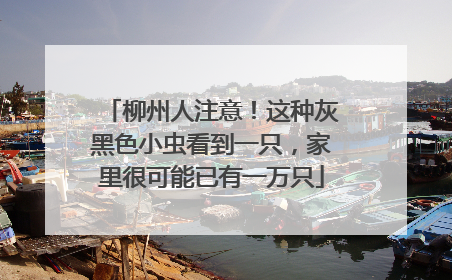 柳州人注意！这种灰黑色小虫看到一只，家里很可能已有一万只