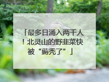 最多日涌入两千人！北灵山的野韭菜快被“薅秃了”