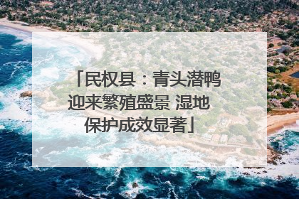 民权县：青头潜鸭迎来繁殖盛景 湿地保护成效显著