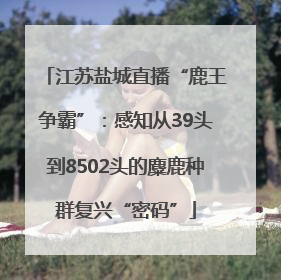 江苏盐城直播“鹿王争霸”：感知从39头到8502头的麋鹿种群复兴“密码”