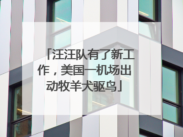 汪汪队有了新工作，美国一机场出动牧羊犬驱鸟
