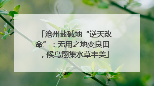 沧州盐碱地“逆天改命”：无用之地变良田，候鸟翔集水草丰美