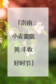 洛南：小麦覆陇黄 丰收好时节