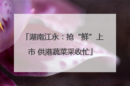 湖南江永：抢“鲜”上市 供港蔬菜采收忙