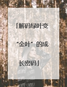 解码绿叶变“金叶”的成长密码