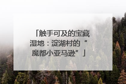 触手可及的宝藏湿地：淀湖村的“魔都小亚马逊”