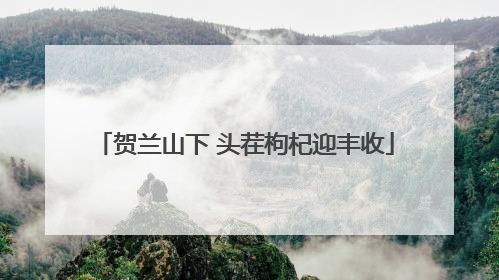 贺兰山下 头茬枸杞迎丰收