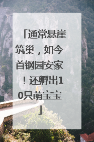 通常悬崖筑巢，如今首钢园安家！还孵出10只萌宝宝