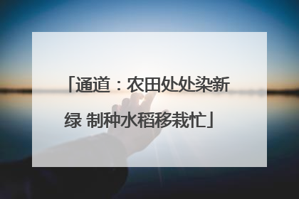 通道：农田处处染新绿 制种水稻移栽忙