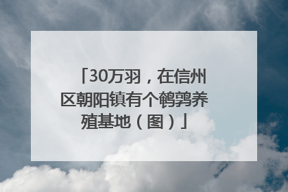30万羽，在信州区朝阳镇有个鹌鹑养殖基地（图）