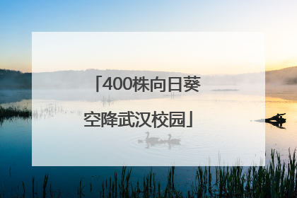 400株向日葵空降武汉校园